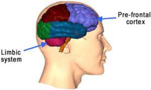 The Limbic region and Pre-frontal Cortex.
