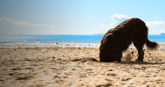 Dog on the beach